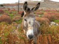 /album/galeria-de-fotos/folegandros-19-jpg/